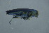  ( - GBOL18010)  @12 [ ] CreativeCommons - Attribution Non-Commercial Share-Alike (2015) Unspecified SNSB, Zoologische Staatssammlung Muenchen