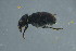  ( - GBOL18026)  @12 [ ] CreativeCommons - Attribution Non-Commercial Share-Alike (2015) Unspecified SNSB, Zoologische Staatssammlung Muenchen