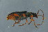  ( - GBOL18045)  @12 [ ] CreativeCommons - Attribution Non-Commercial Share-Alike (2015) Unspecified SNSB, Zoologische Staatssammlung Muenchen