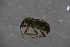  ( - GBOL18953)  @12 [ ] CreativeCommons - Attribution Non-Commercial Share-Alike (2016) SNSB, Staatliche Naturwissenschaftliche Sammlungen Bayerns ZSM (SNSB, Zoologische Staatssammlung Muenchen)