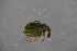  ( - GBOL18954)  @12 [ ] CreativeCommons - Attribution Non-Commercial Share-Alike (2016) SNSB, Staatliche Naturwissenschaftliche Sammlungen Bayerns ZSM (SNSB, Zoologische Staatssammlung Muenchen)