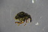  ( - GBOL18957)  @12 [ ] CreativeCommons - Attribution Non-Commercial Share-Alike (2016) SNSB, Staatliche Naturwissenschaftliche Sammlungen Bayerns ZSM (SNSB, Zoologische Staatssammlung Muenchen)