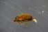  ( - GBOL18962)  @11 [ ] CreativeCommons - Attribution Non-Commercial Share-Alike (2016) SNSB, Staatliche Naturwissenschaftliche Sammlungen Bayerns ZSM (SNSB, Zoologische Staatssammlung Muenchen)