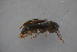  (Limnius sp - GBOL18964)  @11 [ ] CreativeCommons - Attribution Non-Commercial Share-Alike (2016) SNSB, Staatliche Naturwissenschaftliche Sammlungen Bayerns ZSM (SNSB, Zoologische Staatssammlung Muenchen)