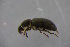  ( - GBOL18968)  @11 [ ] CreativeCommons - Attribution Non-Commercial Share-Alike (2016) SNSB, Staatliche Naturwissenschaftliche Sammlungen Bayerns ZSM (SNSB, Zoologische Staatssammlung Muenchen)