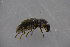  ( - GBOL18970)  @11 [ ] CreativeCommons - Attribution Non-Commercial Share-Alike (2016) SNSB, Staatliche Naturwissenschaftliche Sammlungen Bayerns ZSM (SNSB, Zoologische Staatssammlung Muenchen)