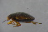  ( - GBOL18992)  @11 [ ] CreativeCommons - Attribution Non-Commercial Share-Alike (2016) SNSB, Staatliche Naturwissenschaftliche Sammlungen Bayerns ZSM (SNSB, Zoologische Staatssammlung Muenchen)