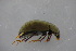  ( - GBOL19005)  @12 [ ] CreativeCommons - Attribution Non-Commercial Share-Alike (2016) SNSB, Staatliche Naturwissenschaftliche Sammlungen Bayerns ZSM (SNSB, Zoologische Staatssammlung Muenchen)