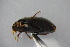  ( - GBOL19007)  @12 [ ] CreativeCommons - Attribution Non-Commercial Share-Alike (2016) SNSB, Staatliche Naturwissenschaftliche Sammlungen Bayerns ZSM (SNSB, Zoologische Staatssammlung Muenchen)