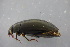  ( - GBOL19011)  @14 [ ] CreativeCommons - Attribution Non-Commercial Share-Alike (2016) SNSB, Staatliche Naturwissenschaftliche Sammlungen Bayerns ZSM (SNSB, Zoologische Staatssammlung Muenchen)