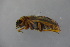  ( - GBOL19015)  @11 [ ] CreativeCommons - Attribution Non-Commercial Share-Alike (2016) SNSB, Staatliche Naturwissenschaftliche Sammlungen Bayerns ZSM (SNSB, Zoologische Staatssammlung Muenchen)