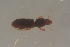  ( - GBOL19598)  @11 [ ] CreativeCommons - Attribution Non-Commercial Share-Alike (2016) SNSB, Staatliche Naturwissenschaftliche Sammlungen Bayerns ZSM (SNSB, Zoologische Staatssammlung Muenchen)