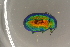 ( - GBOL19604)  @11 [ ] CreativeCommons - Attribution Non-Commercial Share-Alike (2016) SNSB, Staatliche Naturwissenschaftliche Sammlungen Bayerns ZSM (SNSB, Zoologische Staatssammlung Muenchen)
