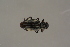  ( - GBOL19606)  @12 [ ] CreativeCommons - Attribution Non-Commercial Share-Alike (2016) SNSB, Staatliche Naturwissenschaftliche Sammlungen Bayerns ZSM (SNSB, Zoologische Staatssammlung Muenchen)