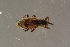  ( - GBOL19658)  @11 [ ] CreativeCommons - Attribution Non-Commercial Share-Alike (2016) SNSB, Staatliche Naturwissenschaftliche Sammlungen Bayerns ZSM (SNSB, Zoologische Staatssammlung Muenchen)