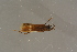  (Bagous tubulus - GBOL19667)  @11 [ ] CreativeCommons - Attribution Non-Commercial Share-Alike (2016) SNSB, Staatliche Naturwissenschaftliche Sammlungen Bayerns ZSM (SNSB, Zoologische Staatssammlung Muenchen)
