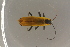  ( - GBOL19669)  @11 [ ] CreativeCommons - Attribution Non-Commercial Share-Alike (2016) SNSB, Staatliche Naturwissenschaftliche Sammlungen Bayerns ZSM (SNSB, Zoologische Staatssammlung Muenchen)