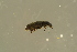  ( - GBOL19724)  @11 [ ] CreativeCommons - Attribution Non-Commercial Share-Alike (2016) SNSB, Staatliche Naturwissenschaftliche Sammlungen Bayerns ZSM (SNSB, Zoologische Staatssammlung Muenchen)