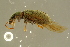  ( - GBOL19786)  @11 [ ] CreativeCommons - Attribution Non-Commercial Share-Alike (2016) SNSB, Staatliche Naturwissenschaftliche Sammlungen Bayerns ZSM (SNSB, Zoologische Staatssammlung Muenchen)