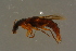  ( - GBOLBB100)  @11 [ ] CreativeCommons - Attribution Non-Commercial Share-Alike (2016) SNSB, Staatliche Naturwissenschaftliche Sammlungen Bayerns ZSM (SNSB, Zoologische Staatssammlung Muenchen)