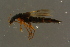  ( - GBOLBB103)  @12 [ ] CreativeCommons - Attribution Non-Commercial Share-Alike (2016) SNSB, Staatliche Naturwissenschaftliche Sammlungen Bayerns ZSM (SNSB, Zoologische Staatssammlung Muenchen)
