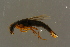  ( - GBOLBB104)  @11 [ ] CreativeCommons - Attribution Non-Commercial Share-Alike (2016) SNSB, Staatliche Naturwissenschaftliche Sammlungen Bayerns ZSM (SNSB, Zoologische Staatssammlung Muenchen)