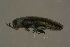  ( - GBOLBB121)  @11 [ ] CreativeCommons - Attribution Non-Commercial Share-Alike (2016) SNSB, Staatliche Naturwissenschaftliche Sammlungen Bayerns ZSM (SNSB, Zoologische Staatssammlung Muenchen)