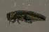  ( - GBOLBB122)  @11 [ ] CreativeCommons - Attribution Non-Commercial Share-Alike (2016) SNSB, Staatliche Naturwissenschaftliche Sammlungen Bayerns ZSM (SNSB, Zoologische Staatssammlung Muenchen)