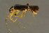  ( - GBOLBB127)  @11 [ ] CreativeCommons - Attribution Non-Commercial Share-Alike (2016) SNSB, Staatliche Naturwissenschaftliche Sammlungen Bayerns ZSM (SNSB, Zoologische Staatssammlung Muenchen)