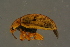 ( - GBOLBB130)  @11 [ ] CreativeCommons - Attribution Non-Commercial Share-Alike (2016) SNSB, Staatliche Naturwissenschaftliche Sammlungen Bayerns ZSM (SNSB, Zoologische Staatssammlung Muenchen)