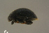  ( - GBOLBB147)  @11 [ ] CreativeCommons - Attribution Non-Commercial Share-Alike (2016) SNSB, Staatliche Naturwissenschaftliche Sammlungen Bayerns ZSM (SNSB, Zoologische Staatssammlung Muenchen)