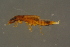  ( - GBOLBB157)  @11 [ ] CreativeCommons - Attribution Non-Commercial Share-Alike (2016) SNSB, Staatliche Naturwissenschaftliche Sammlungen Bayerns ZSM (SNSB, Zoologische Staatssammlung Muenchen)