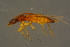  ( - GBOLBB158)  @11 [ ] CreativeCommons - Attribution Non-Commercial Share-Alike (2016) SNSB, Staatliche Naturwissenschaftliche Sammlungen Bayerns ZSM (SNSB, Zoologische Staatssammlung Muenchen)