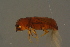  ( - GBOLBB161)  @11 [ ] CreativeCommons - Attribution Non-Commercial Share-Alike (2016) SNSB, Staatliche Naturwissenschaftliche Sammlungen Bayerns ZSM (SNSB, Zoologische Staatssammlung Muenchen)