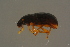  ( - GBOLBB167)  @11 [ ] CreativeCommons - Attribution Non-Commercial Share-Alike (2016) SNSB, Staatliche Naturwissenschaftliche Sammlungen Bayerns ZSM (SNSB, Zoologische Staatssammlung Muenchen)