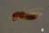  ( - GBOLBB176)  @11 [ ] CreativeCommons - Attribution Non-Commercial Share-Alike (2016) SNSB, Staatliche Naturwissenschaftliche Sammlungen Bayerns ZSM (SNSB, Zoologische Staatssammlung Muenchen)