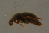  ( - GBOLBB183)  @11 [ ] CreativeCommons - Attribution Non-Commercial Share-Alike (2016) SNSB, Staatliche Naturwissenschaftliche Sammlungen Bayerns ZSM (SNSB, Zoologische Staatssammlung Muenchen)