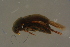  ( - GBOLBB184)  @11 [ ] CreativeCommons - Attribution Non-Commercial Share-Alike (2016) SNSB, Staatliche Naturwissenschaftliche Sammlungen Bayerns ZSM (SNSB, Zoologische Staatssammlung Muenchen)