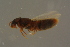  ( - GBOLBB188)  @11 [ ] CreativeCommons - Attribution Non-Commercial Share-Alike (2016) SNSB, Staatliche Naturwissenschaftliche Sammlungen Bayerns ZSM (SNSB, Zoologische Staatssammlung Muenchen)