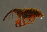  ( - GBOLBB191)  @11 [ ] CreativeCommons - Attribution Non-Commercial Share-Alike (2016) SNSB, Staatliche Naturwissenschaftliche Sammlungen Bayerns ZSM (SNSB, Zoologische Staatssammlung Muenchen)