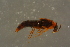  ( - GBOLBB206)  @11 [ ] CreativeCommons - Attribution Non-Commercial Share-Alike (2016) SNSB, Staatliche Naturwissenschaftliche Sammlungen Bayerns ZSM (SNSB, Zoologische Staatssammlung Muenchen)