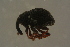  ( - GBOLBB209)  @11 [ ] CreativeCommons - Attribution Non-Commercial Share-Alike (2016) SNSB, Staatliche Naturwissenschaftliche Sammlungen Bayerns ZSM (SNSB, Zoologische Staatssammlung Muenchen)