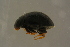 ( - GBOLBB215)  @11 [ ] CreativeCommons - Attribution Non-Commercial Share-Alike (2016) SNSB, Staatliche Naturwissenschaftliche Sammlungen Bayerns ZSM (SNSB, Zoologische Staatssammlung Muenchen)