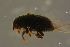  ( - GBOLBB221)  @11 [ ] CreativeCommons - Attribution Non-Commercial Share-Alike (2016) SNSB, Staatliche Naturwissenschaftliche Sammlungen Bayerns ZSM (SNSB, Zoologische Staatssammlung Muenchen)