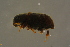  ( - GBOLBB222)  @11 [ ] CreativeCommons - Attribution Non-Commercial Share-Alike (2016) SNSB, Staatliche Naturwissenschaftliche Sammlungen Bayerns ZSM (SNSB, Zoologische Staatssammlung Muenchen)
