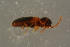  (Xylophilus testaceus - GBOLBB230)  @11 [ ] CreativeCommons - Attribution Non-Commercial Share-Alike (2016) SNSB, Staatliche Naturwissenschaftliche Sammlungen Bayerns ZSM (SNSB, Zoologische Staatssammlung Muenchen)