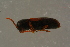  ( - GBOLBB232)  @11 [ ] CreativeCommons - Attribution Non-Commercial Share-Alike (2016) SNSB, Staatliche Naturwissenschaftliche Sammlungen Bayerns ZSM (SNSB, Zoologische Staatssammlung Muenchen)