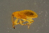  ( - GBOLBB236)  @11 [ ] CreativeCommons - Attribution Non-Commercial Share-Alike (2016) SNSB, Staatliche Naturwissenschaftliche Sammlungen Bayerns ZSM (SNSB, Zoologische Staatssammlung Muenchen)