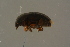  ( - GBOLBB241)  @11 [ ] CreativeCommons - Attribution Non-Commercial Share-Alike (2016) SNSB, Staatliche Naturwissenschaftliche Sammlungen Bayerns ZSM (SNSB, Zoologische Staatssammlung Muenchen)
