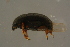  ( - GBOLBB242)  @11 [ ] CreativeCommons - Attribution Non-Commercial Share-Alike (2016) SNSB, Staatliche Naturwissenschaftliche Sammlungen Bayerns ZSM (SNSB, Zoologische Staatssammlung Muenchen)